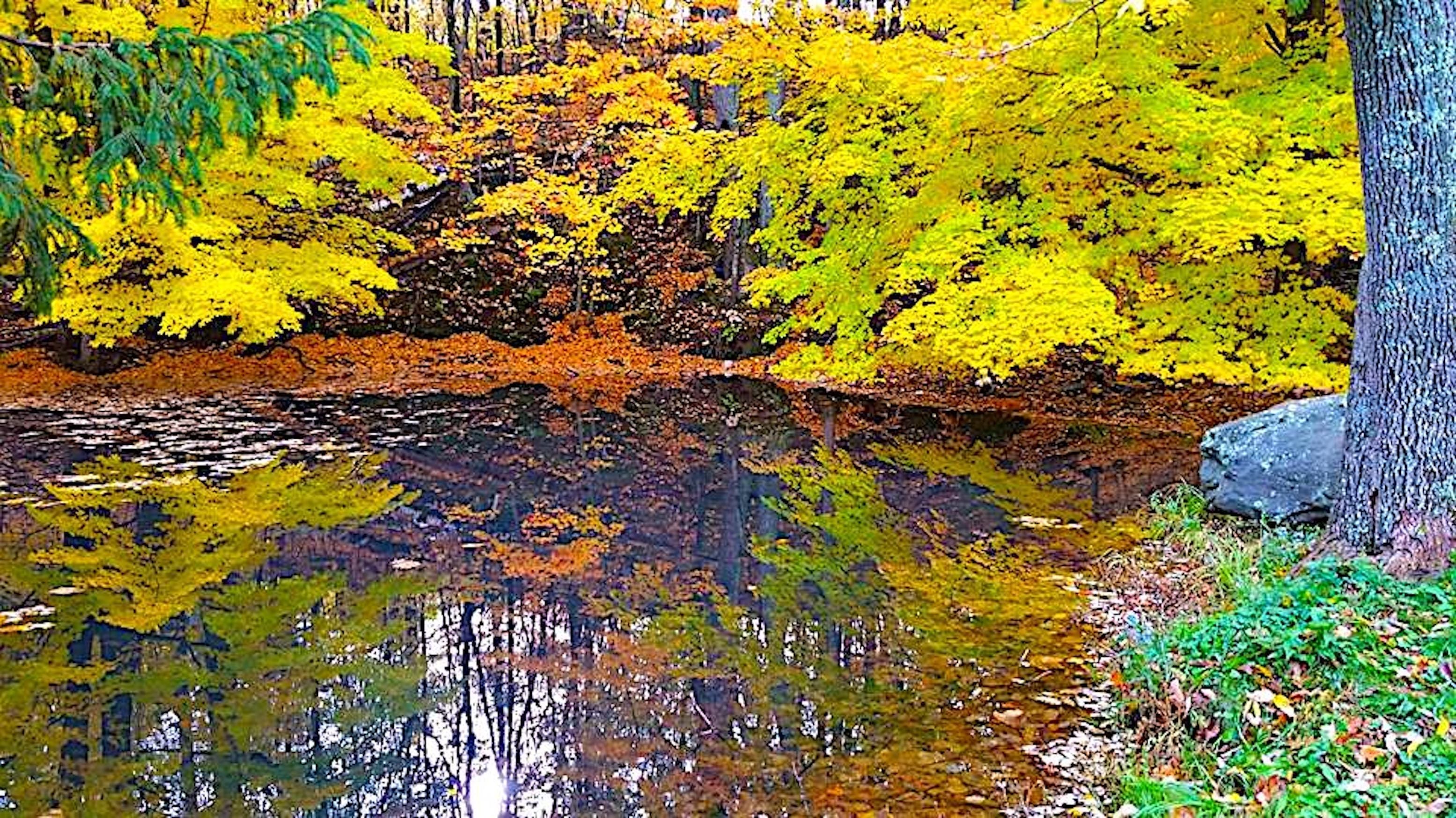 pond and trees in autumn.