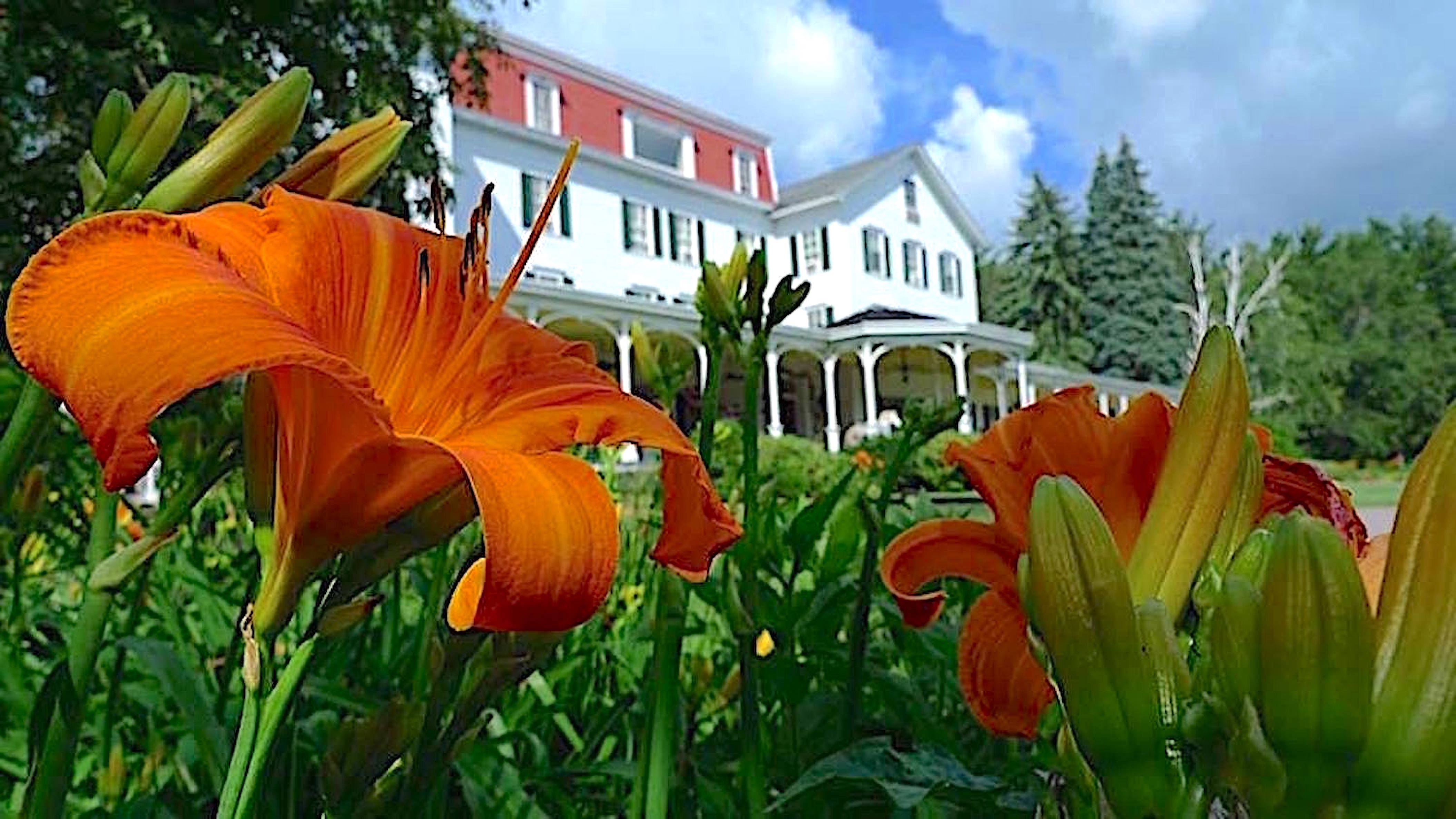 Spring flowers in Catskill Mountains