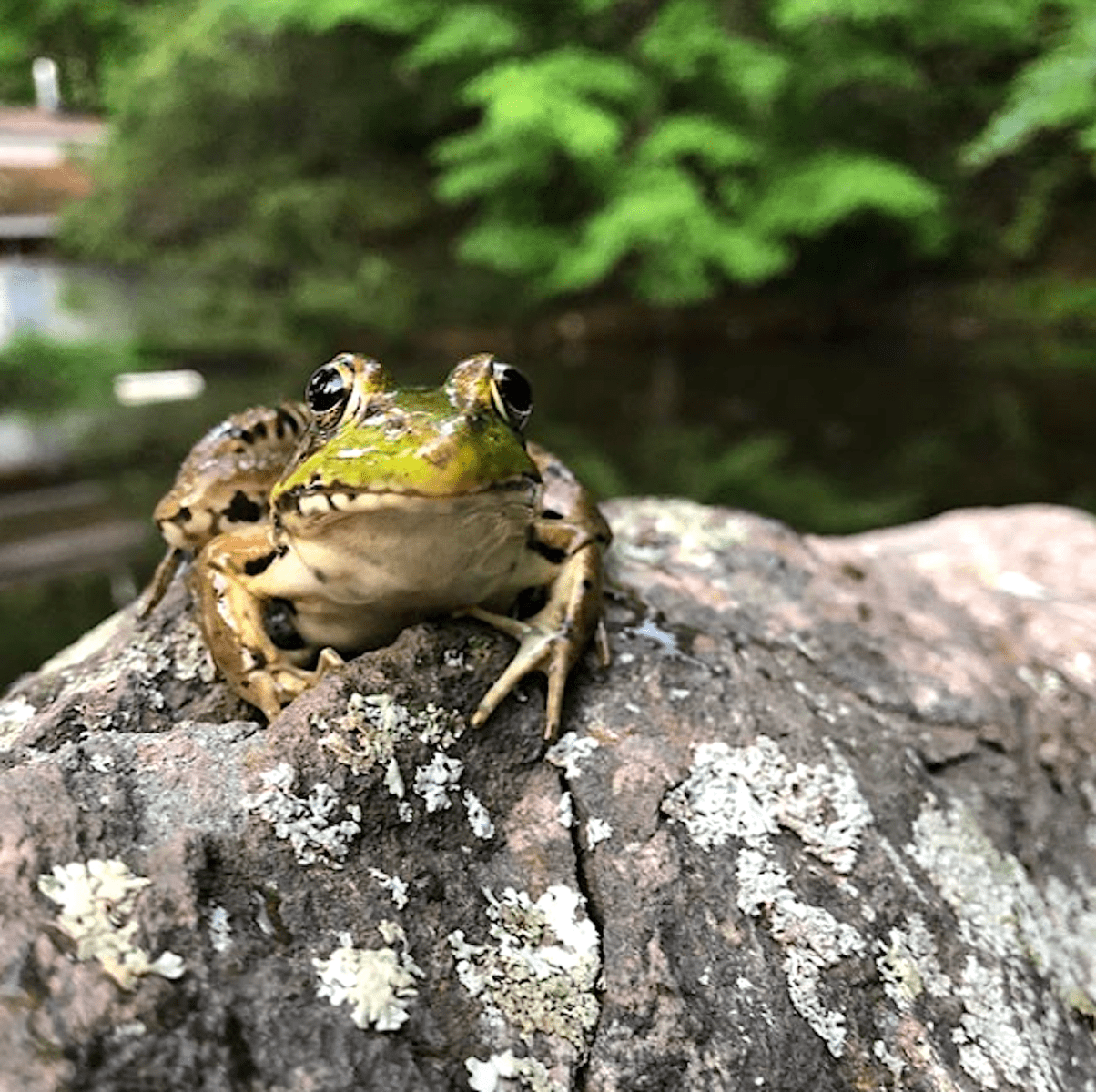 Frog on a rock.